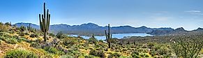 Bartlett Lake and blooming Sonoran Desert with Saguaros.