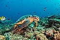 Underwater shot of a hawksbill turtle among beautiful coral reef and tropical fish