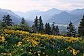 Hiking in Washington. Meadows with arnica and lupine wildflowers and Cascade Range Mountains near Winthrop. WA.