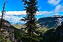 Big coniferous spruce tree against blue sky background in Okanogan Wenatchee National forest, USA