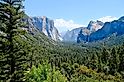 green forest trees in Yosemite valley, Yosemite National Park.