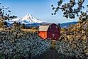 Blooming season in Hood River, Oregon. Mt hood in the distance.