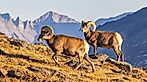 A pair of big horn sheep on a ridgeline off of Trail Ridge Road in Rocky Mountain National Park, Colorado