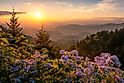 Scenic summer sunset over wild aster flowers in the Great Smoky Mountains
