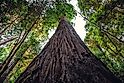 Hyperion Tree is the Tallest Tree in the World, Redwoods National and State Parks, California