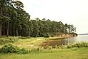 A landscape with trees at Sabine National Forest, Texas