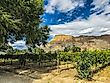 Colorado River Vineyard with View of Grand Mesa