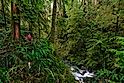 Young woman holding a camera stands on the side of a scenic boardwalk and looks around stunning Hoh Rainforest.