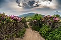 Appalachian Trail Descends Jane Bald Through Rhododendron bloom in June