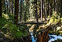 Olympic National Park in summer