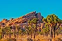 A grove of Joshua Trees fill a desert meadow in front of dramatic layered rocks in Joshua Tree National Park.