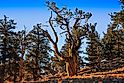 Ancient Bristlecone Pine Forest, White Mountains, California