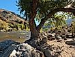 A beautiful Cottonwood is casting its shadows as the sun is peaking through at a campsite along the rushing Kern River near Kernville, California.