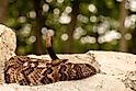 Crotalus horridus