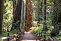 Scenic pathway through towering redwood grove at Muir Woods National Monument, CA