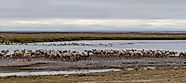Caribou of the Porcupine Herd on the North Slope crossing the Sag River near Prudhoe Bay, Alaska.