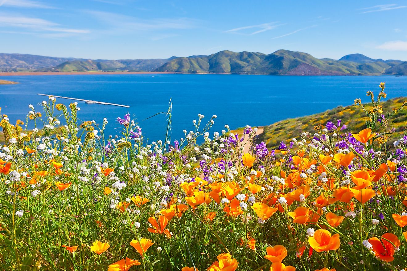 8 Best Places To See California Wildflower Super Blooms - All About America