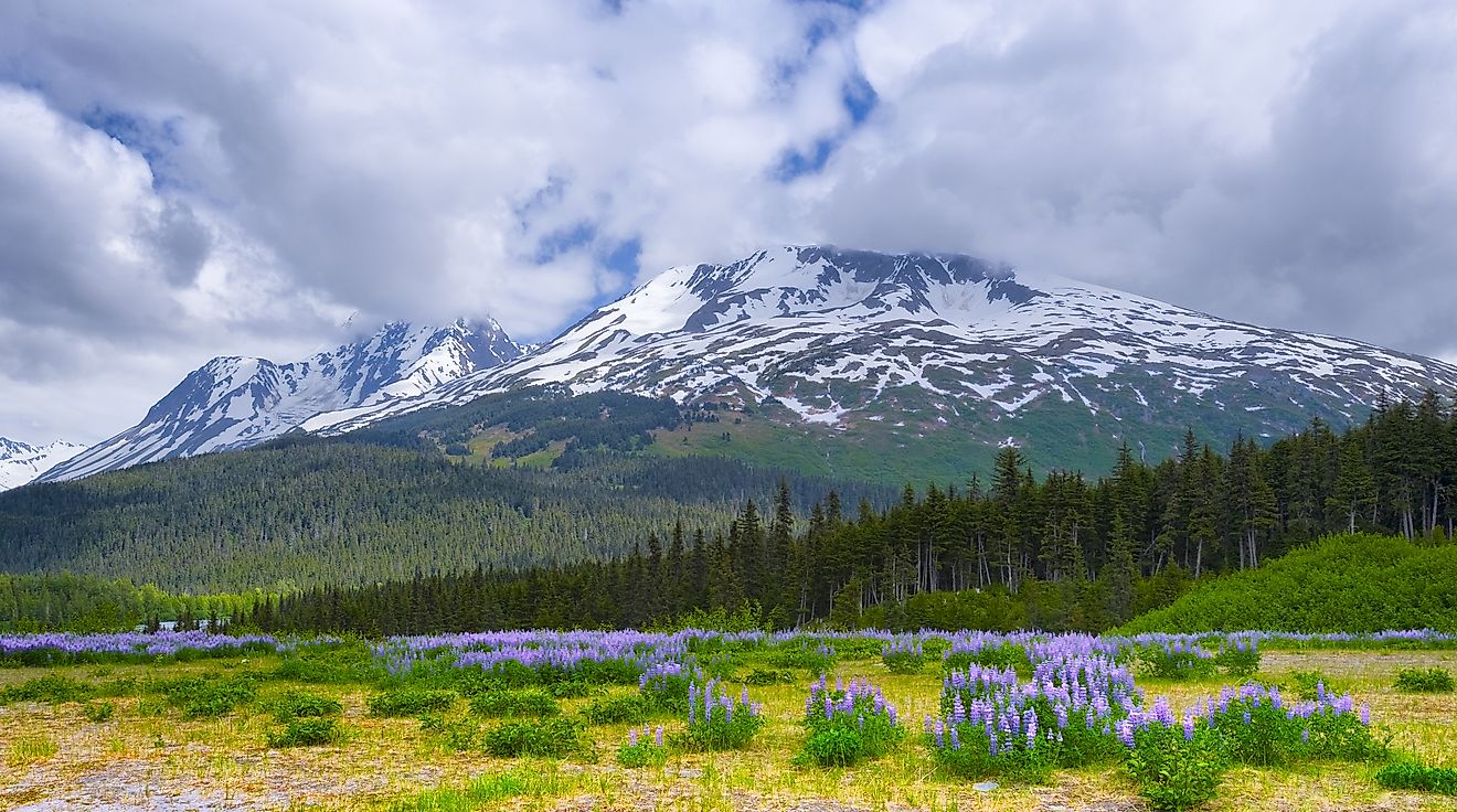 Spring in Alaska's Chugach National Forest with wild lupine blooming