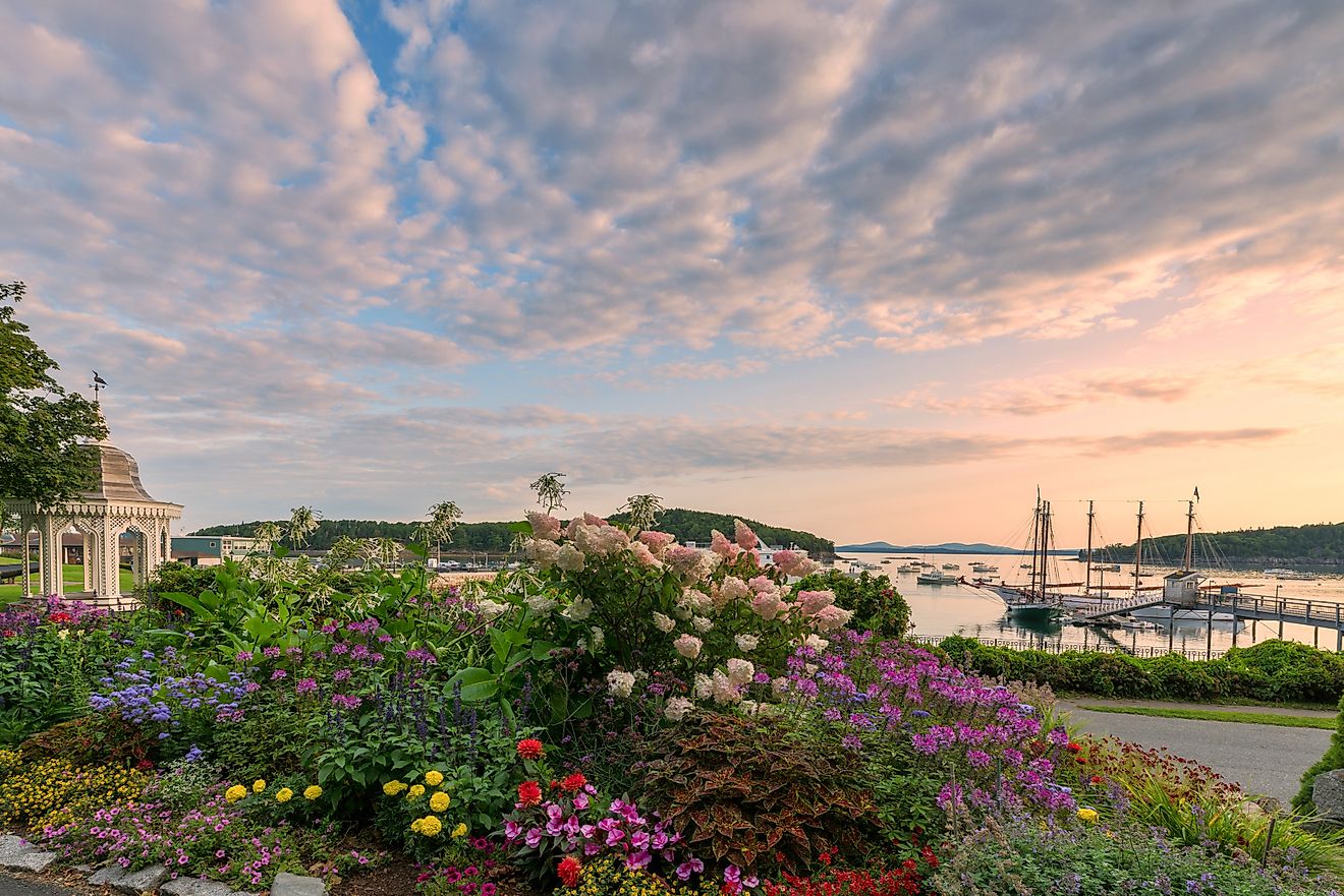 Bar Harbor in the summer with blooming flowers at sunrise.