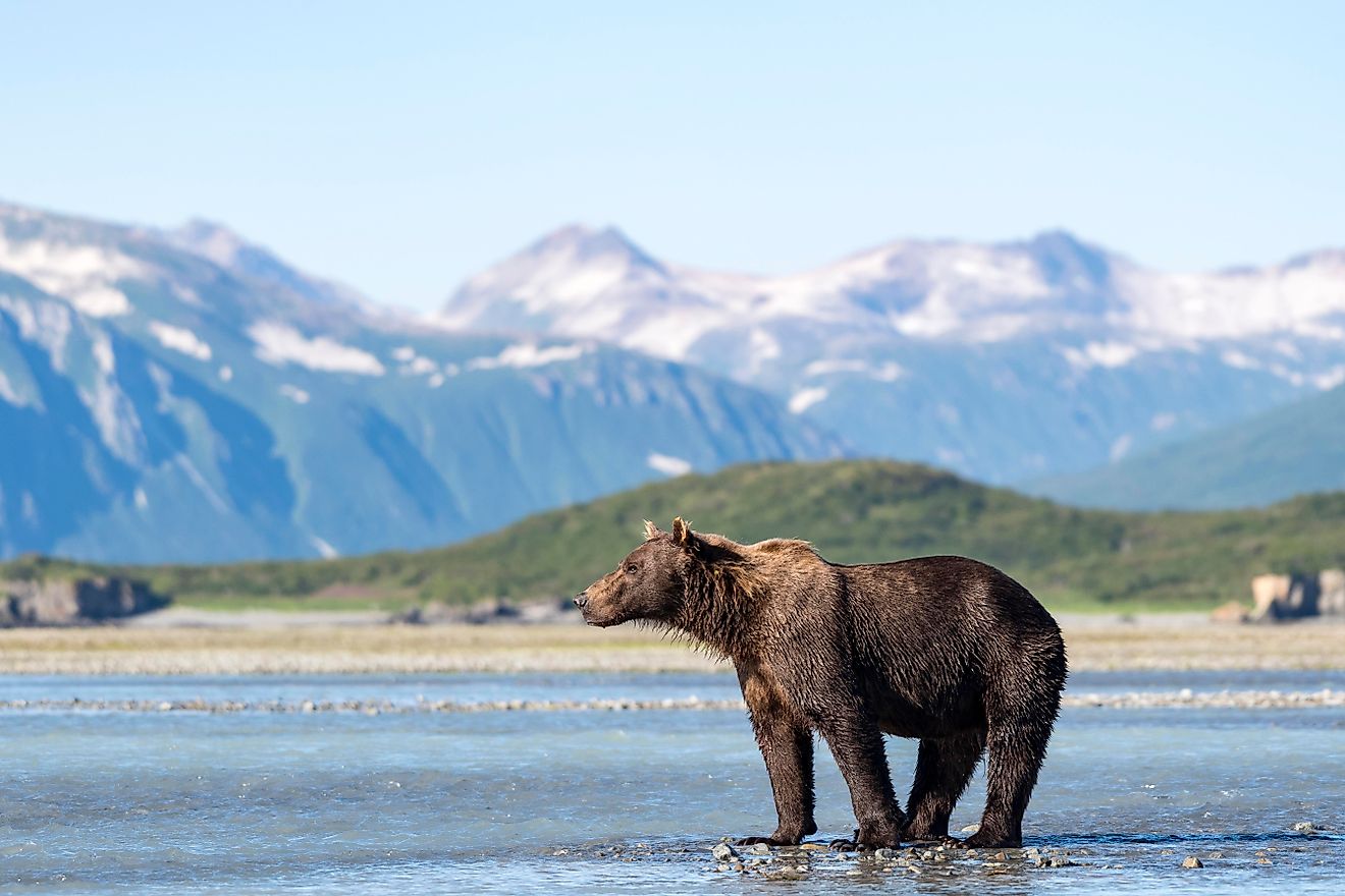 Brown bear (Ursus Arctos) stands in the water, behind mountains, Katmai National Park, Alaska.