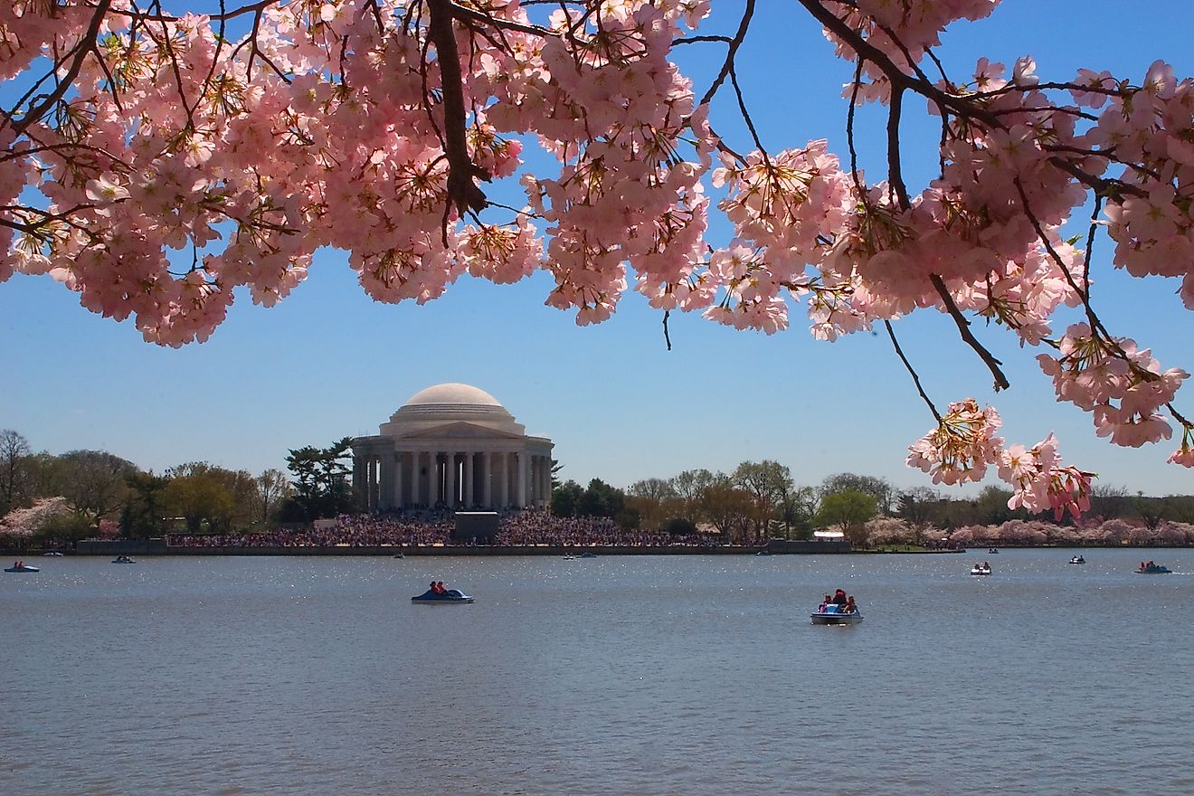 Jefferson Memorial at Cherry Blossom Time