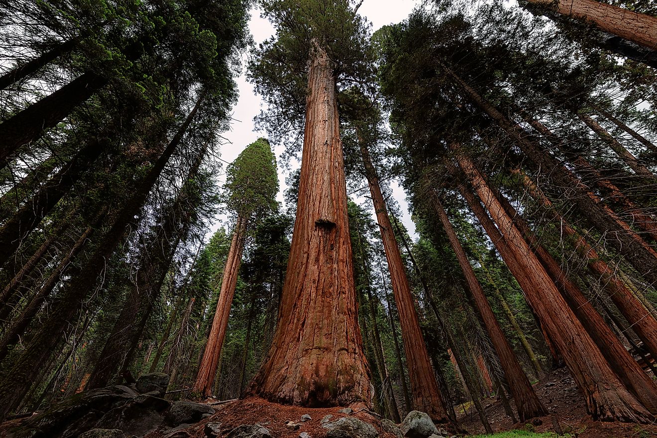 Giant sequoia forest in Sequoia National Park, California