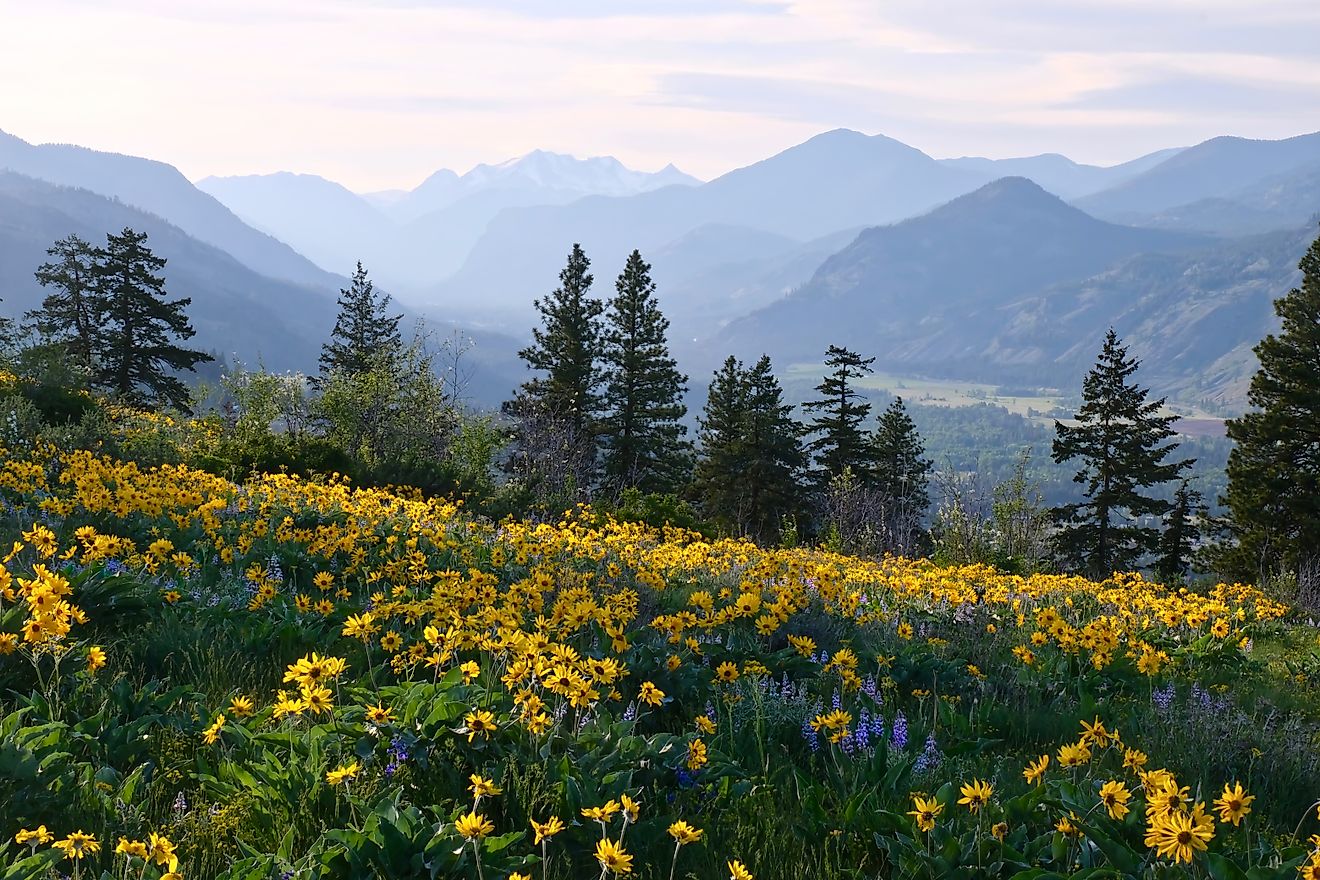 Hiking in Washington. Meadows with arnica and lupine wildflowers and Cascade Range Mountains near Winthrop. WA. 