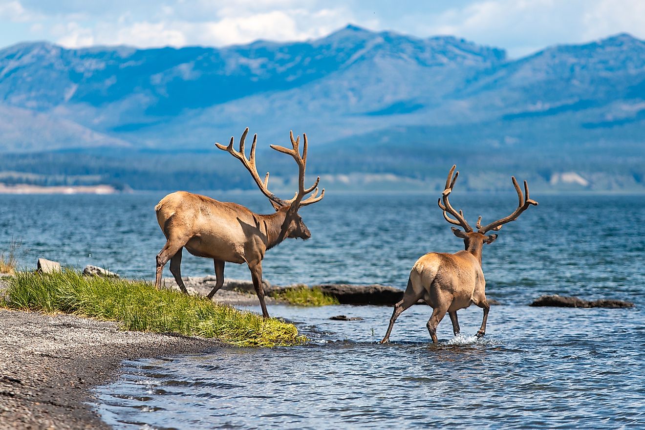 Yellowstone Lake, Yellowstone, Wyoming