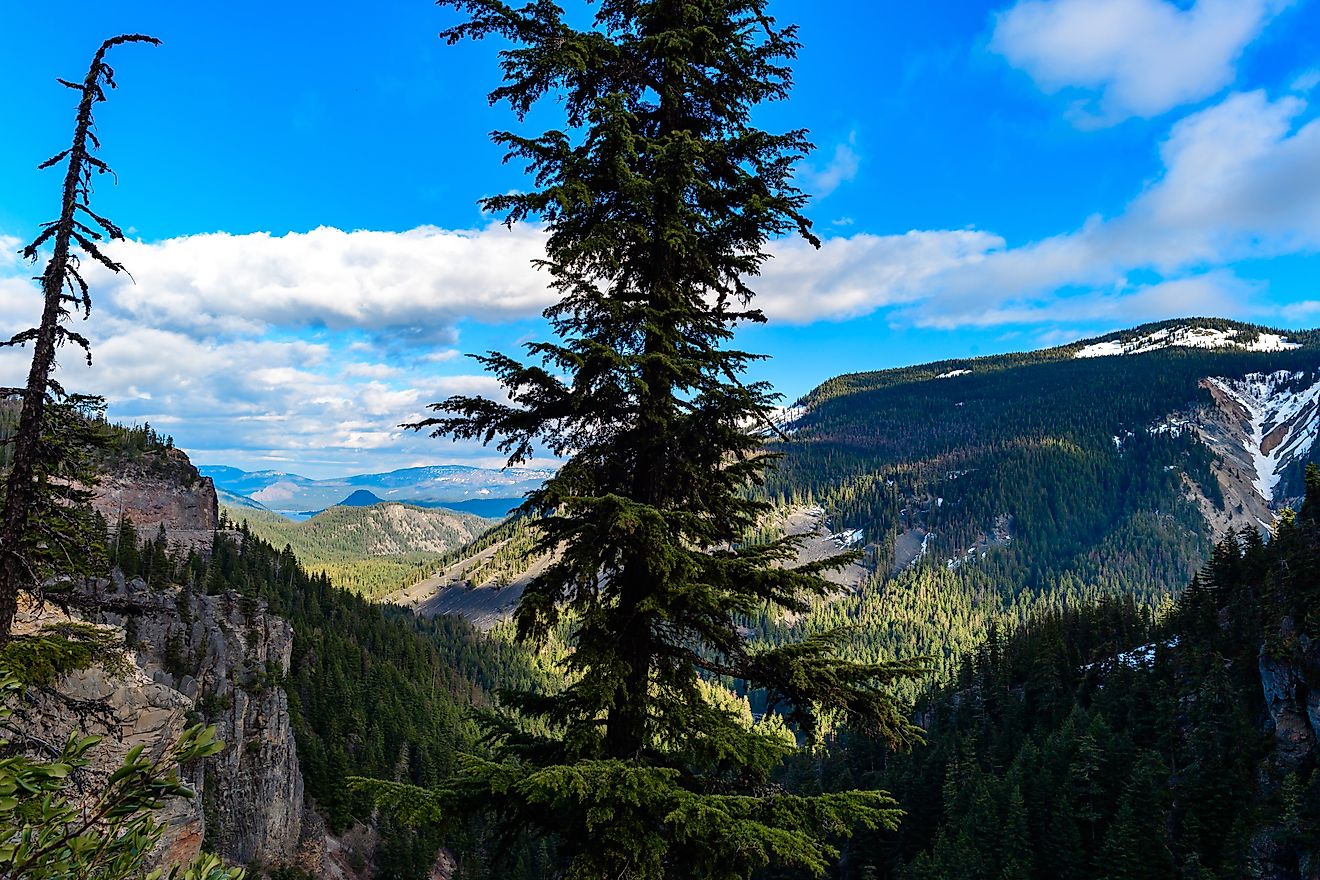 Big coniferous spruce tree against blue sky background in Okanogan Wenatchee National forest, USA 