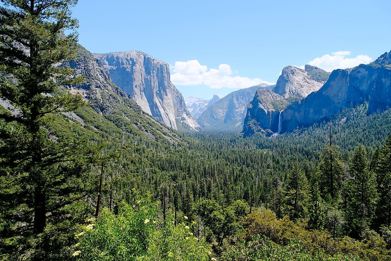green forest trees in Yosemite valley, Yosemite National Park.
