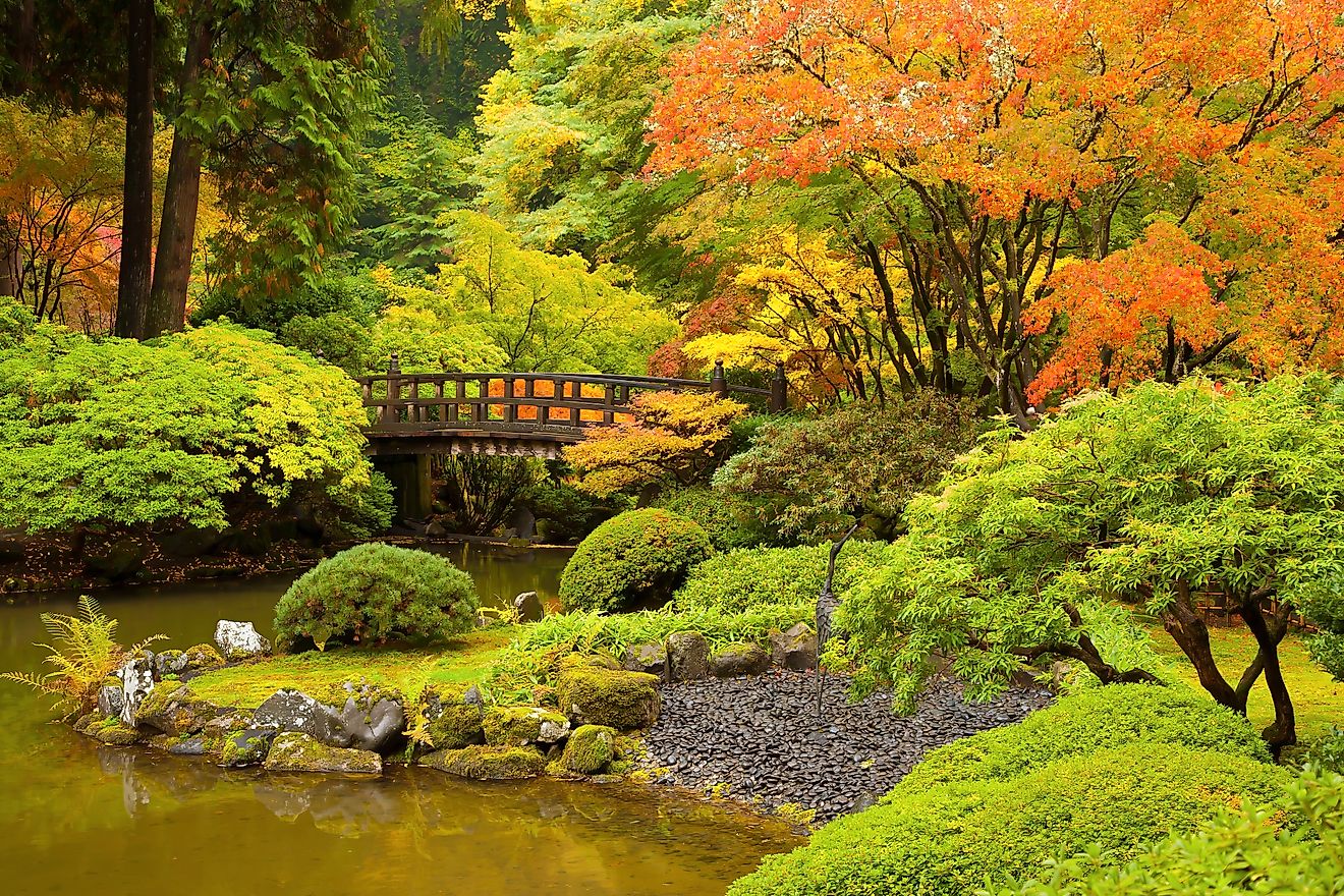 A bridge over a pond in a japanese garden in northwest Oregon with trees showing their peak fall colors.