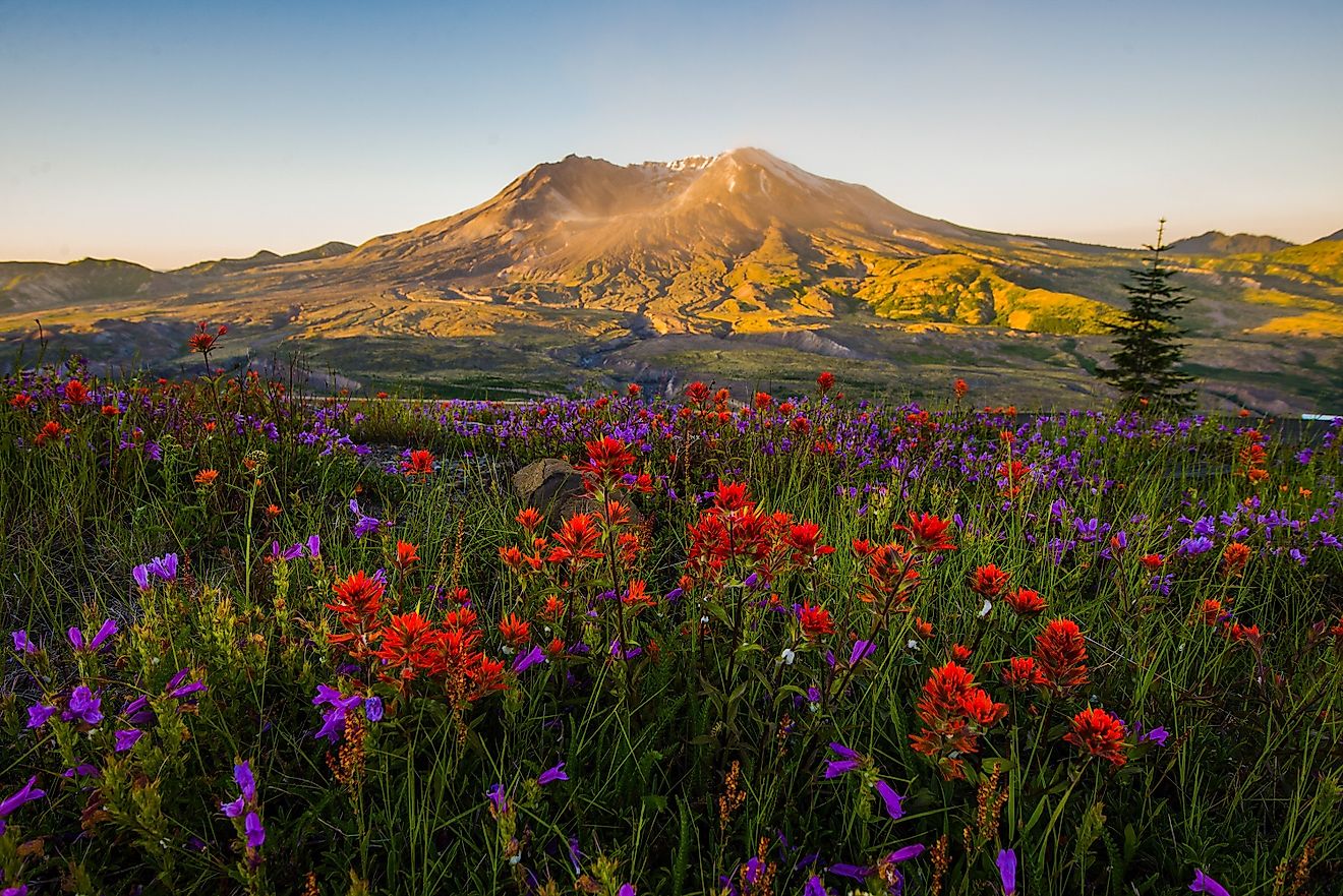 Mt St Helens and wildflowers at sunrise