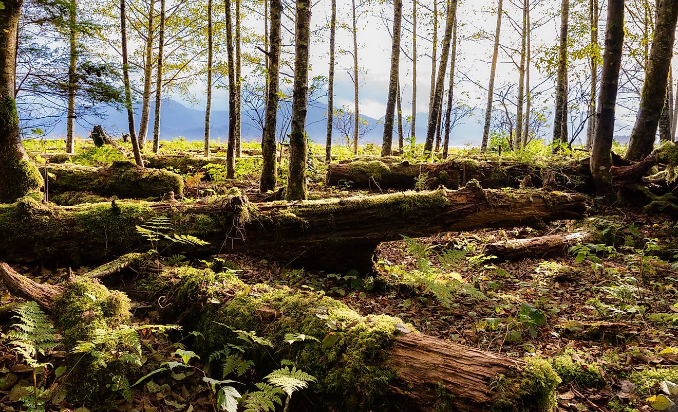alaskan rainforest green trees at sunset in autumn. 