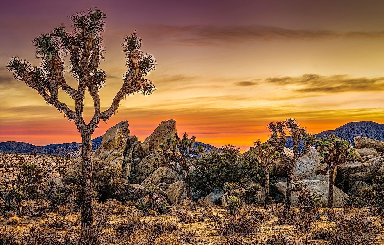 Joshua tree National Park.