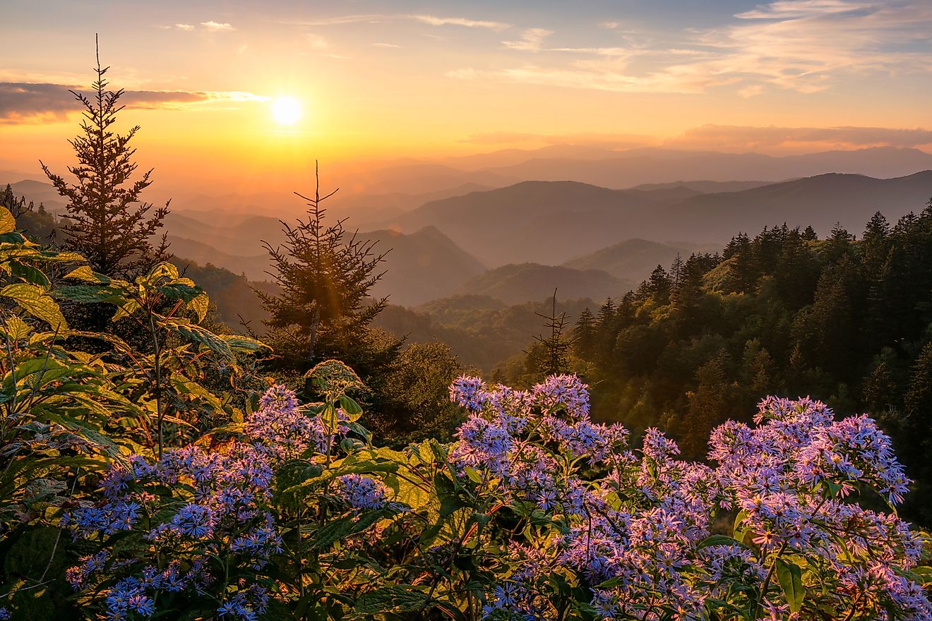 Scenic summer sunset over wild aster flowers in the Great Smoky Mountains