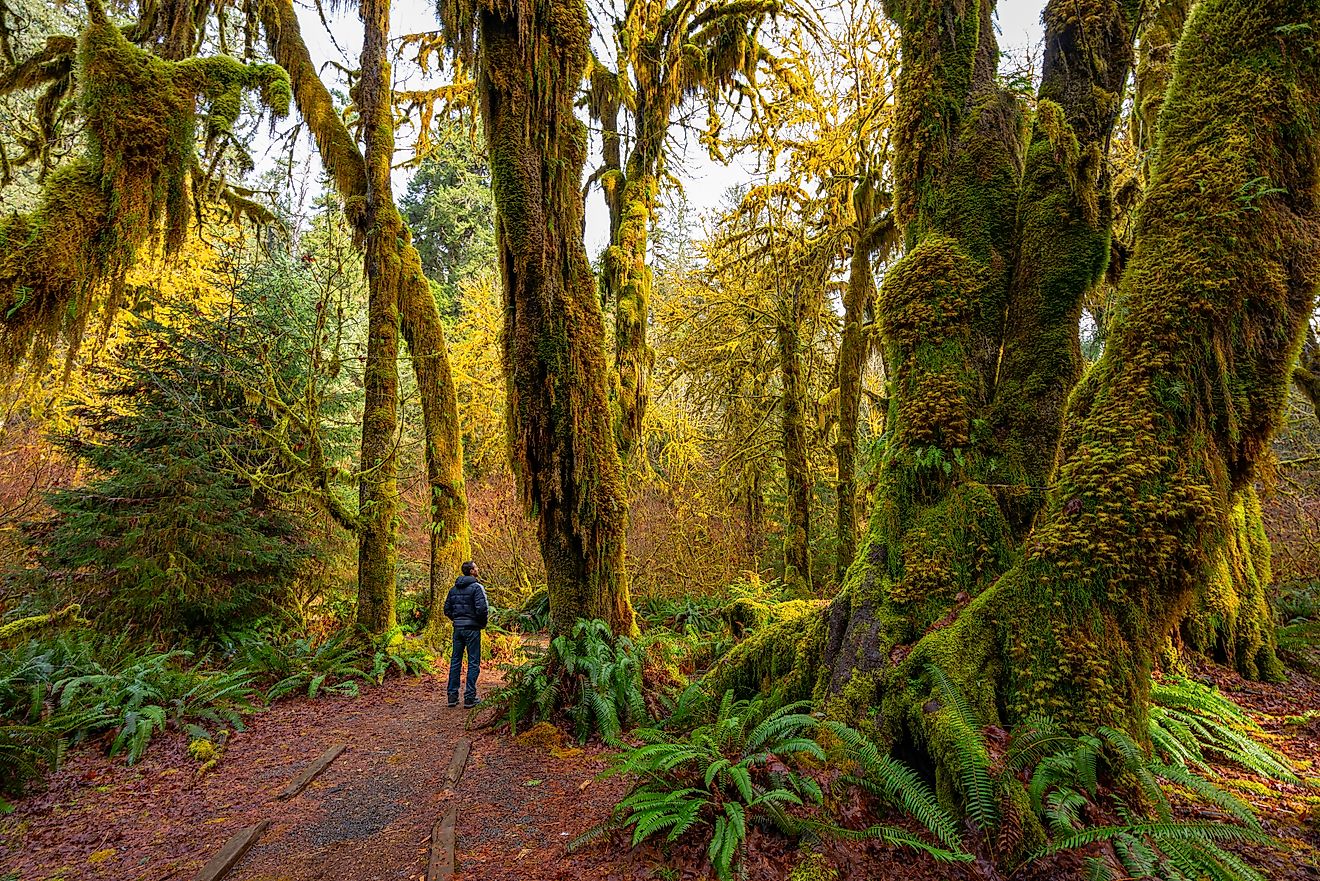 Hoh Rain Forest, Olympic National Park. Editorial credit: Roman Khomlyak / Shutterstock.com