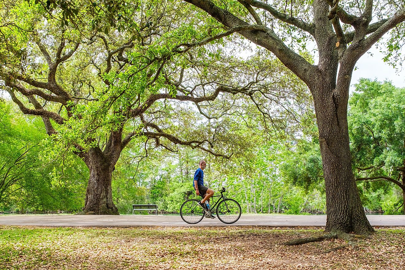 Male cyclist rides the bike path at Audubon Park with no hands. Editorial credit: William A. Morgan / Shutterstock.com