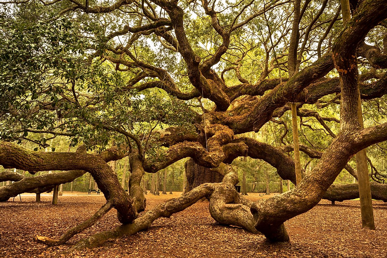 Angel Oak is a Southern live oak located in Angel Oak Park on Johns Island near Charleston, South Carolina