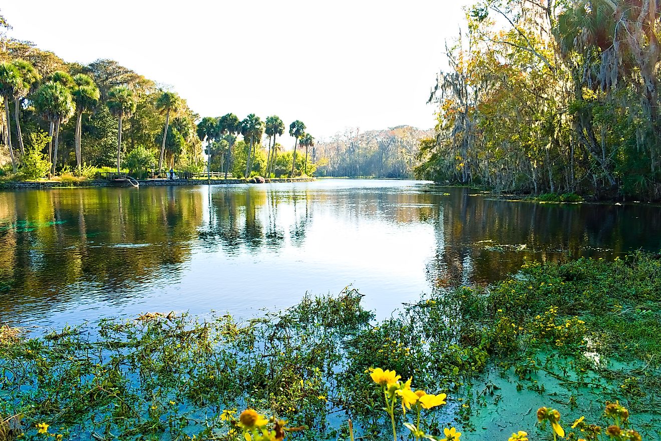 Big trees and reflections on the Silver Springs State Park, Florida. Editorial credit: Xianghong Garrison / Shutterstock.com