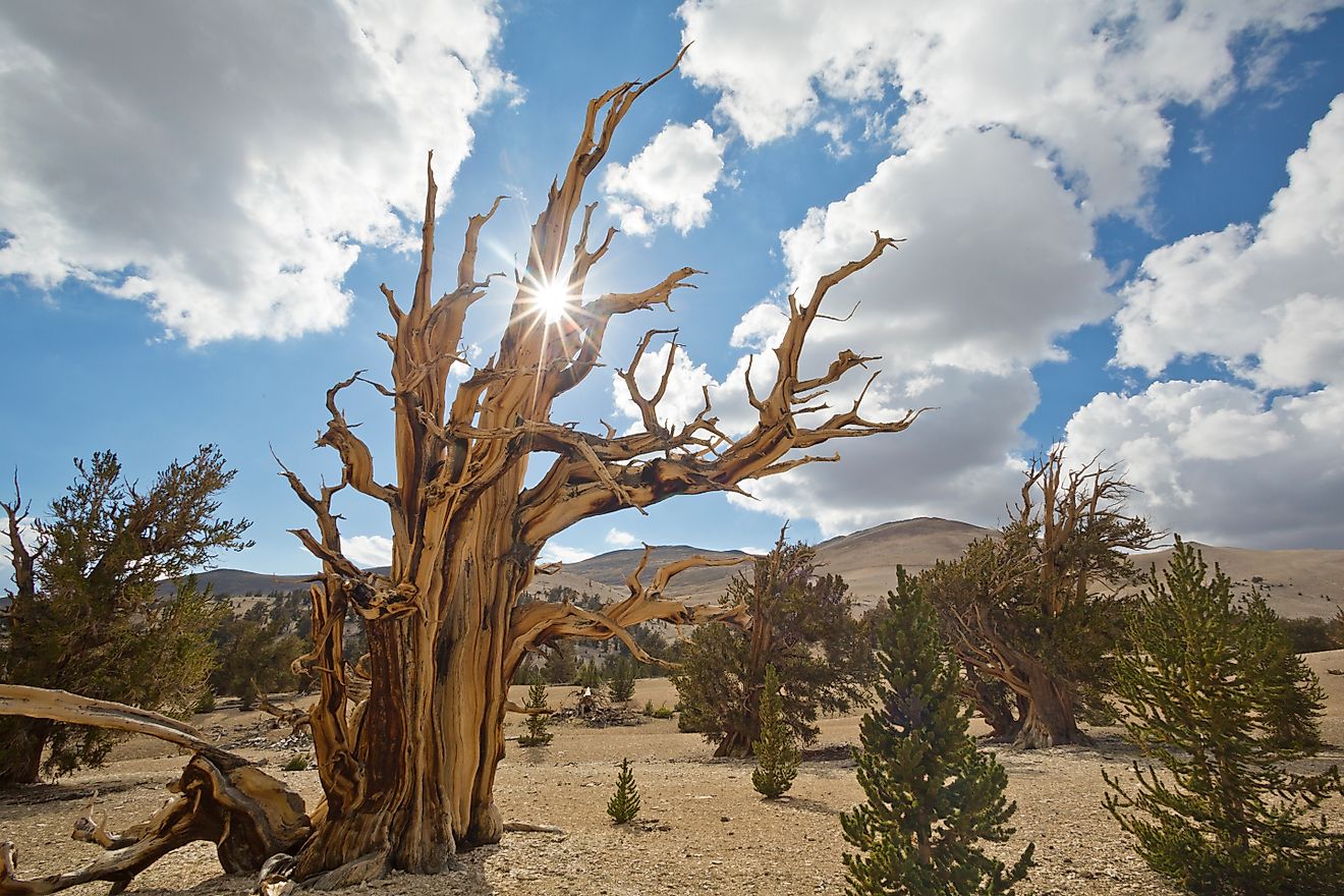  Inyo National Forest. Scenic in Ancient Bristlecone Pine Forest.