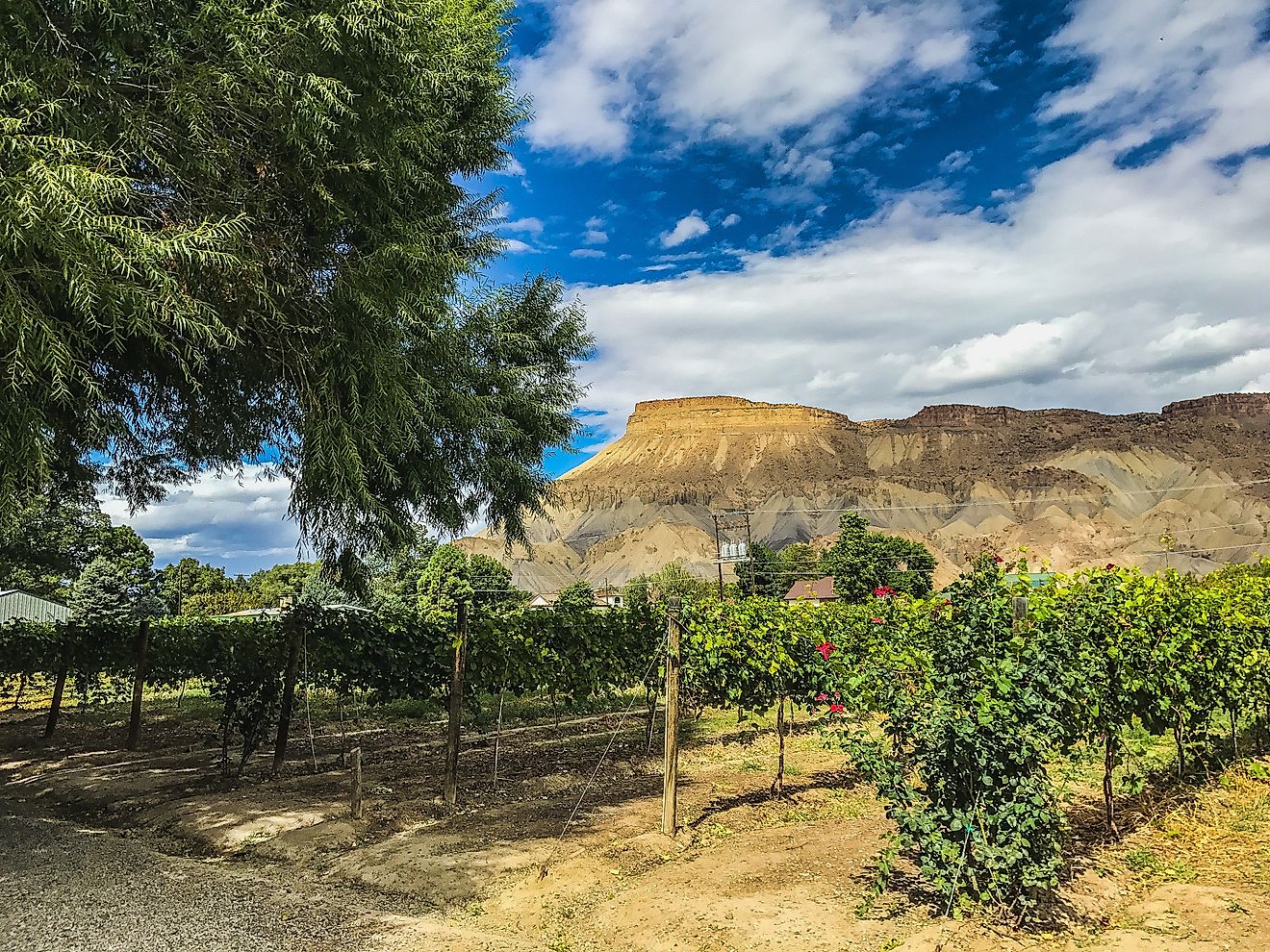 Colorado River Vineyard with View of Grand Mesa