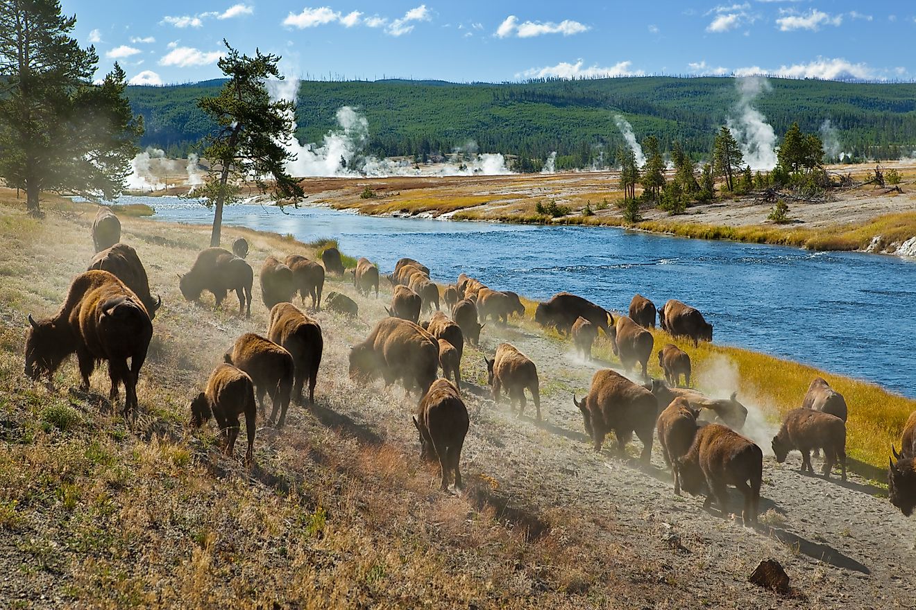 A herd of bison move along the Firehole River, Yellowstone National Park.