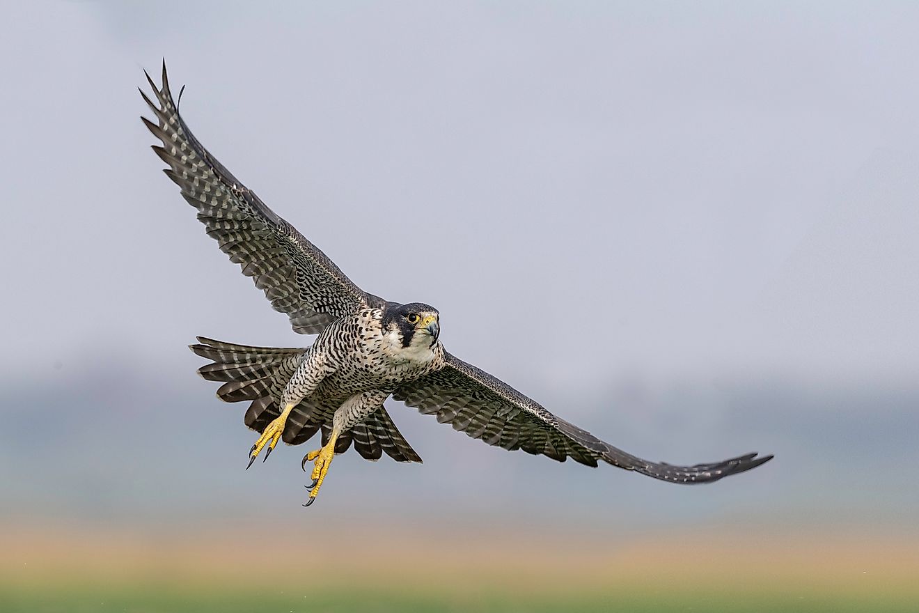 Peregrine Falcon Spreading it's wings