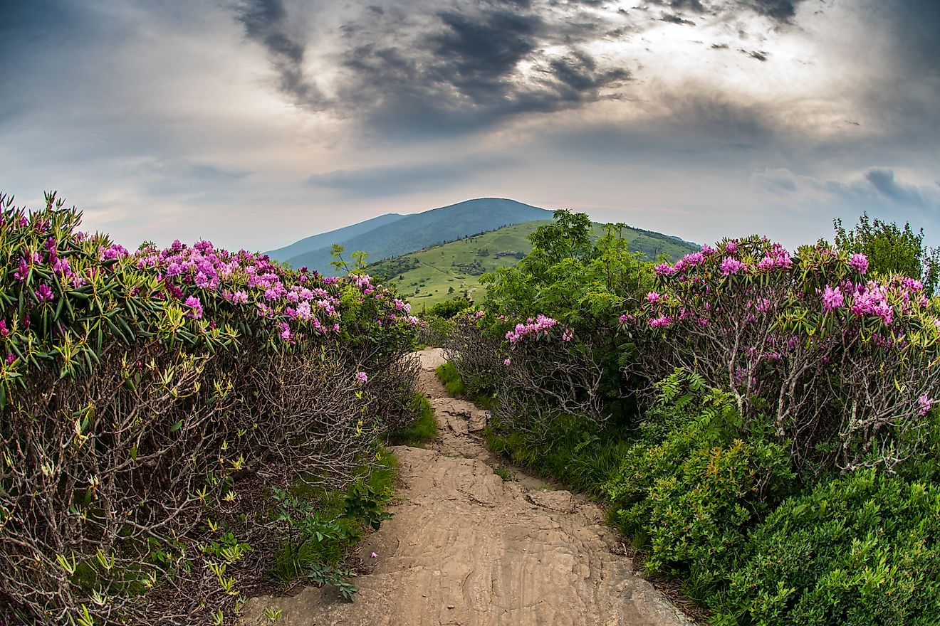 Appalachian Trail Descends Jane Bald Through Rhododendron bloom in June