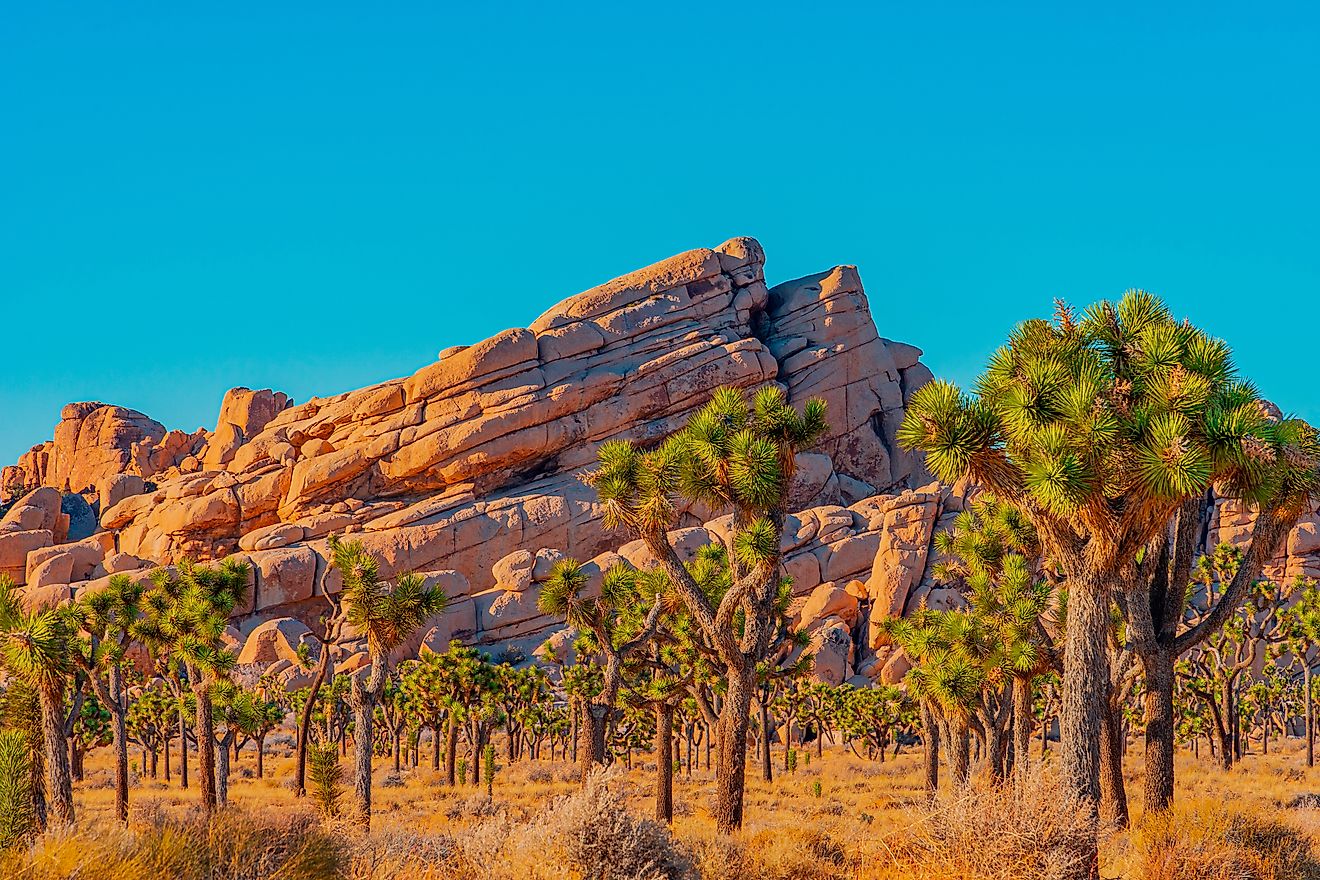 A grove of Joshua Trees fill a desert meadow in front of dramatic layered rocks in Joshua Tree National Park.