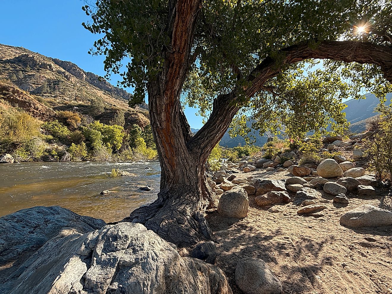 A beautiful Cottonwood is casting its shadows as the sun is peaking through at a campsite along the rushing Kern River near Kernville, California.