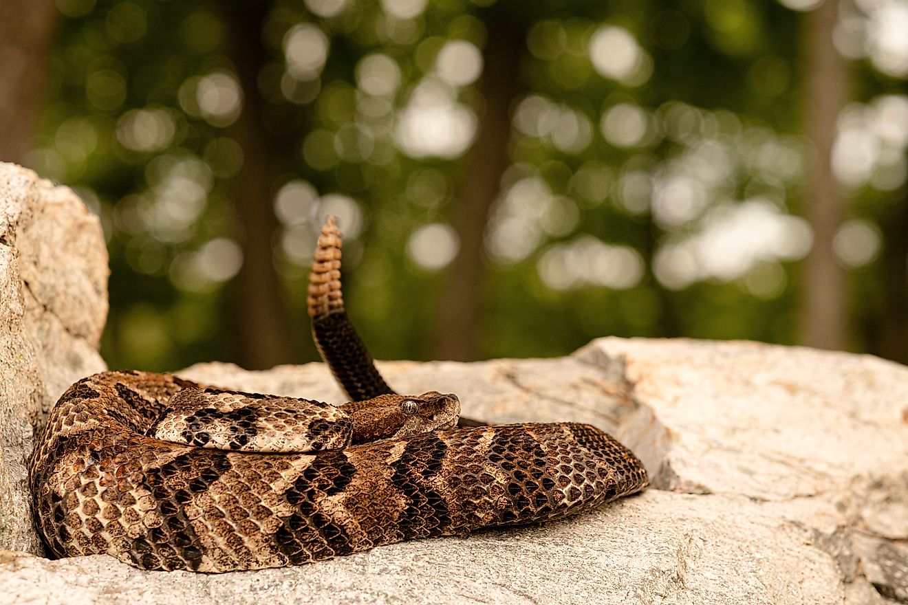 Crotalus horridus