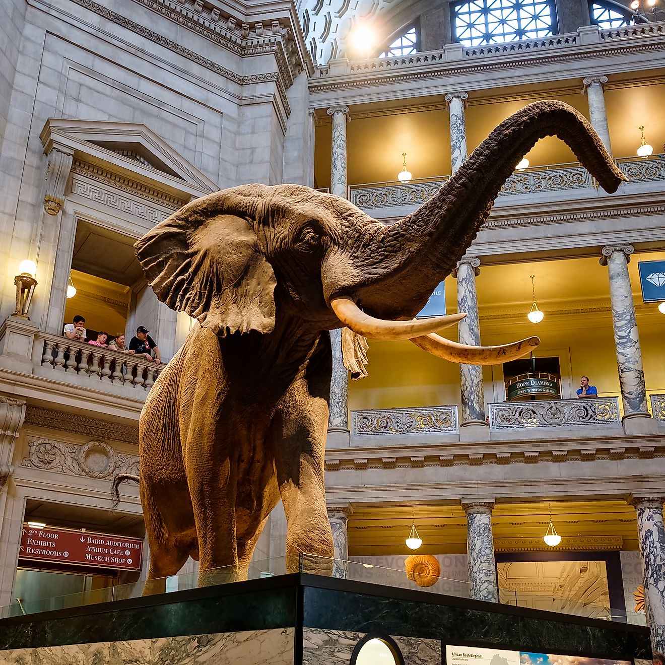 Main Hall at the National Museum of Natural History in Washington D.C. Editorial credit: Kamira / Shutterstock.com