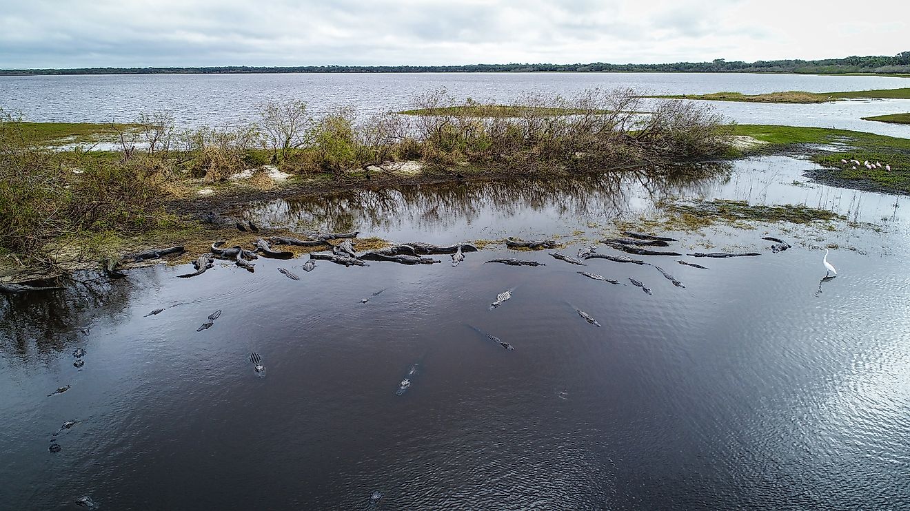 An aerial view of alligators