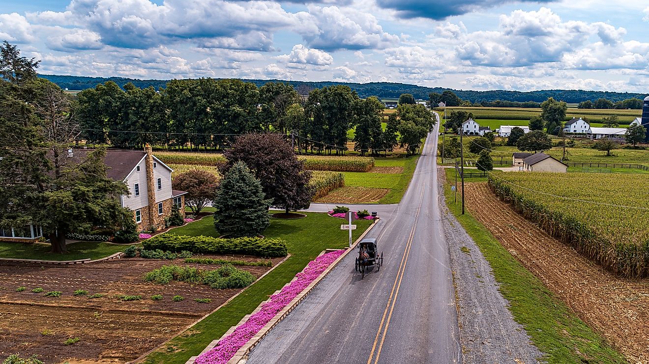 mish Horse and Buggy Travel on a Countryside Road, Passing Corn Fields and Home Garden, With Pink Flowers